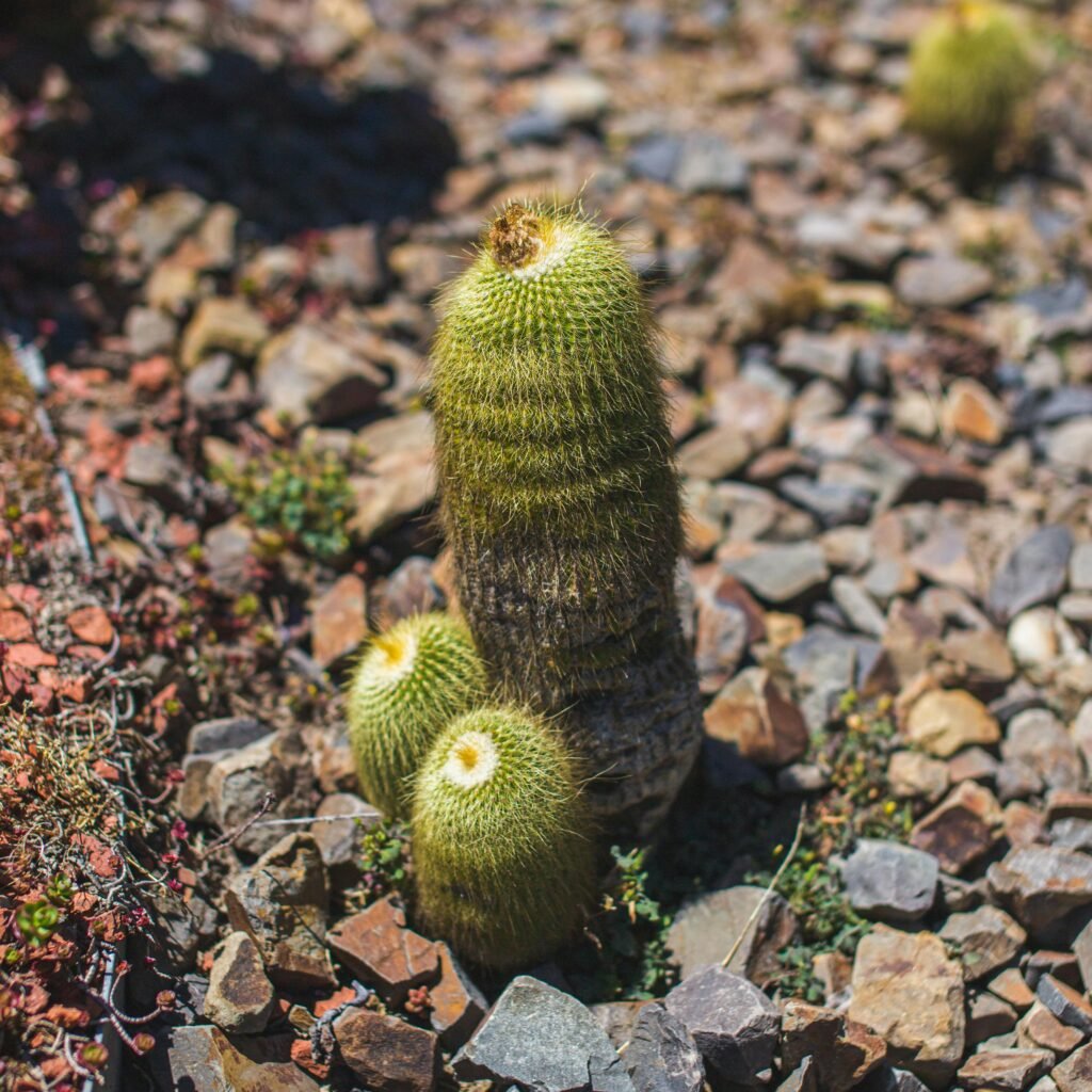Detailed view of a vibrant Australian cactus growing amidst rocky terrain, emphasizing nature's resilience.